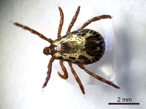 American dog tick