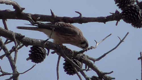American kestrel