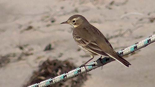 American pipit