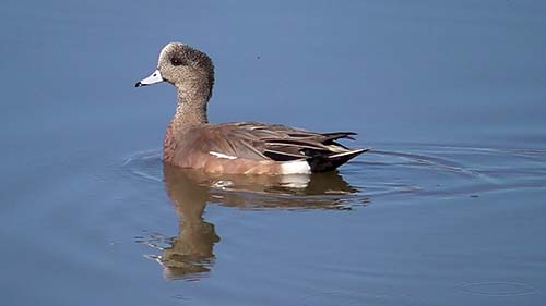 American wigeon