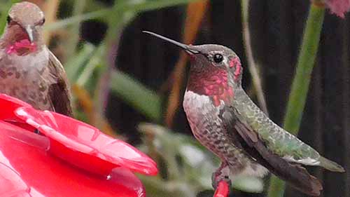 Anna's hummingbird