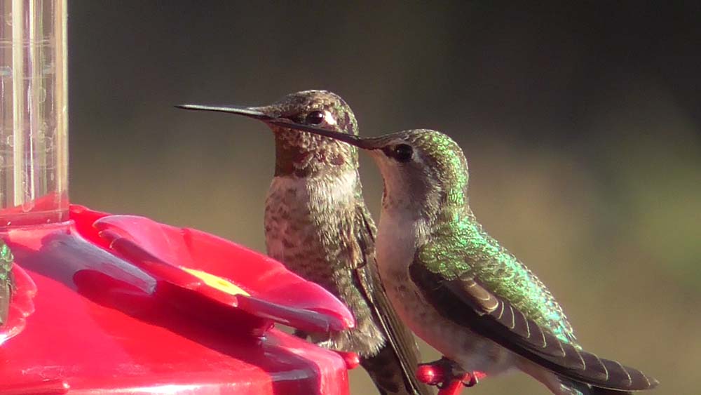 Anna's hummingbird