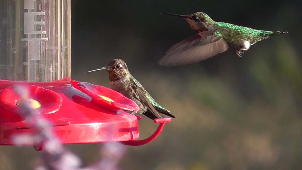 Anna's hummingbird