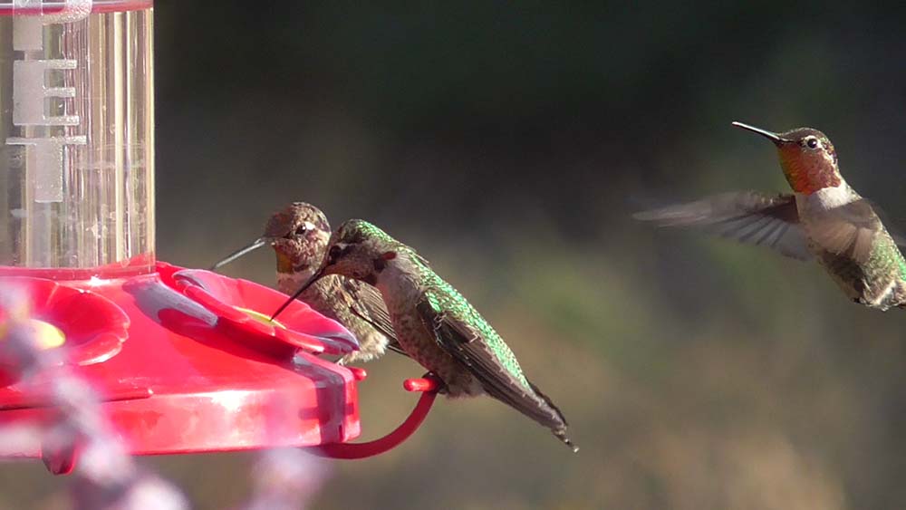 Anna's hummingbird