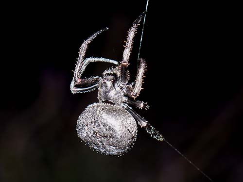 Araneus andrewsi