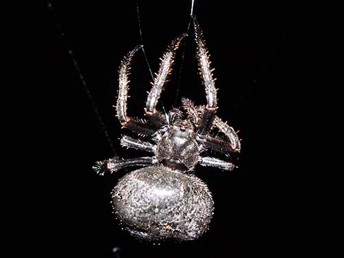Araneus andrewsi