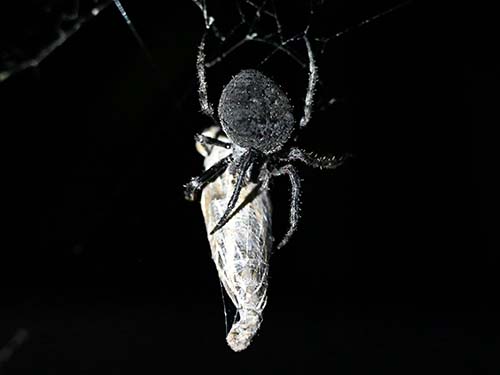 Araneus andrewsi