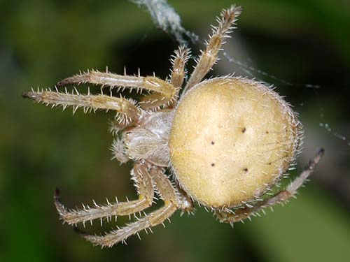 Araneus gemma