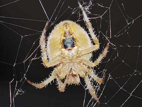 Araneus gemma