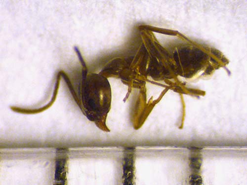 Argentine ant
