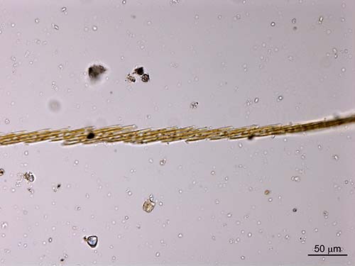 Bacillaria paxillifer