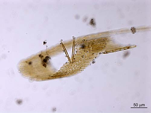 Bacillaria paxillifer