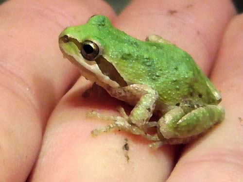 Baja California treefrog