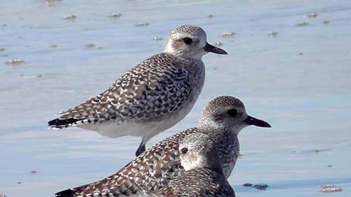 Black-bellied plover