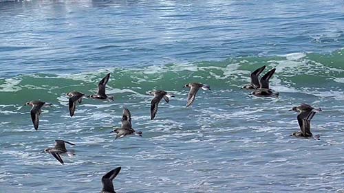 Black-bellied plover