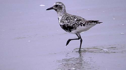 Black-bellied plover