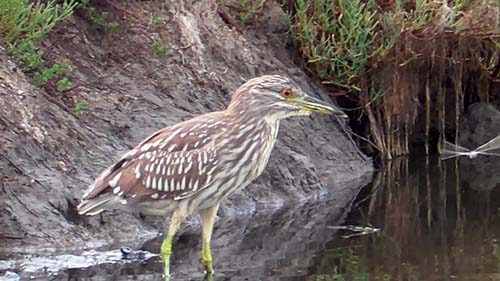Black-crowned night-heron