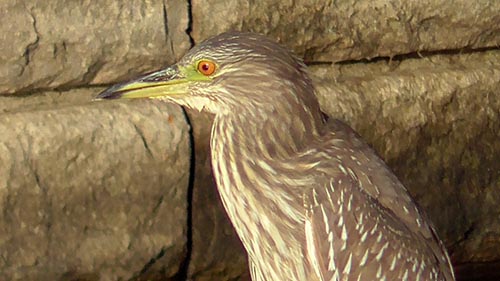 Black-crowned night-heron