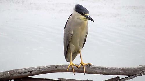 Black-crowned night-heron