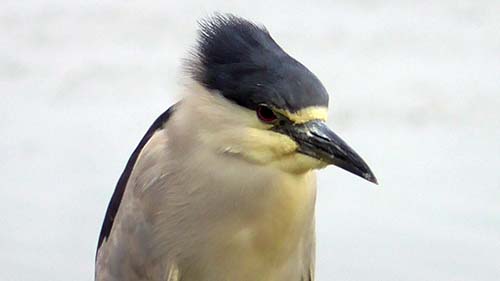 Black-crowned night-heron