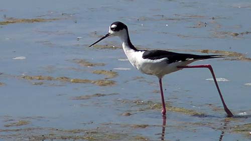 Black-necked stilt