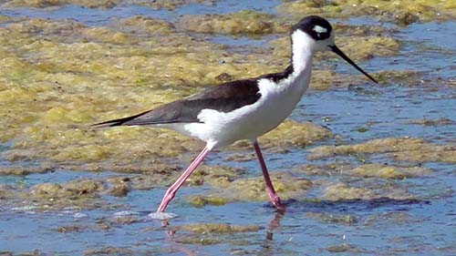 Black-necked stilt