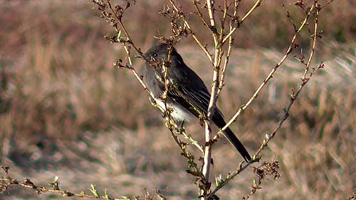 Black phoebe