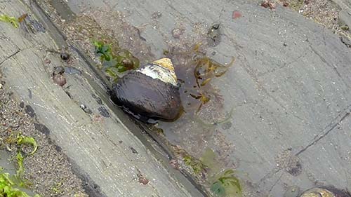 Black turban snail