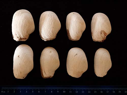 Boring softshell clam