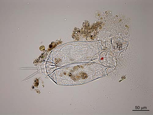 Branchiopod nauplius