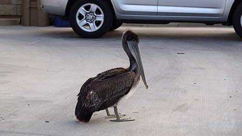 Brown pelican