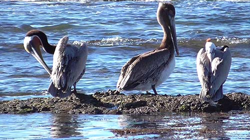 Brown pelican