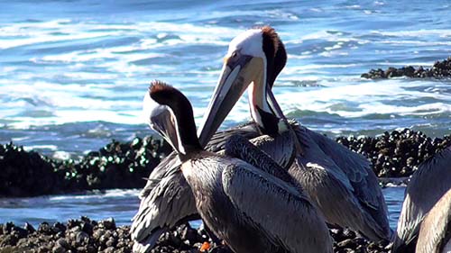 Brown pelican