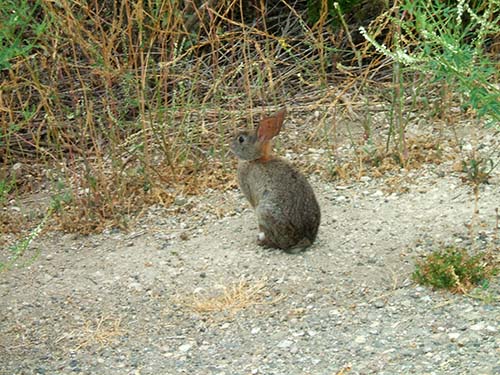 Brush rabbit