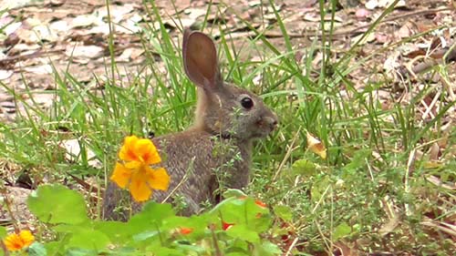 Brush rabbit
