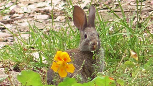 Brush rabbit