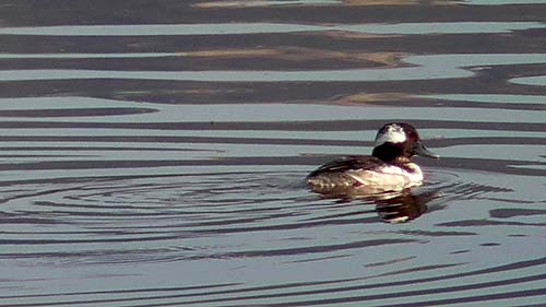 Bufflehead