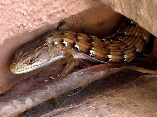 California alligator lizard