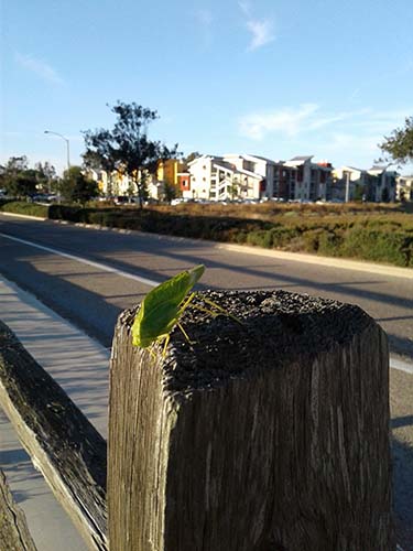 California angle-wing katydid