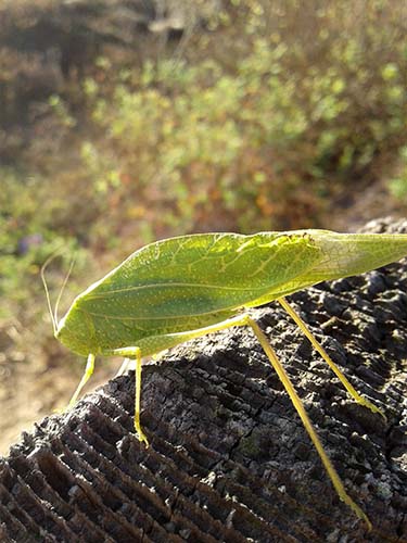 California angle-wing katydid