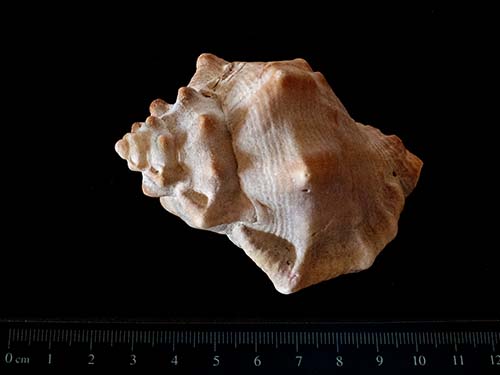 California frog shell