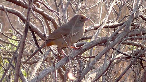 California towhee