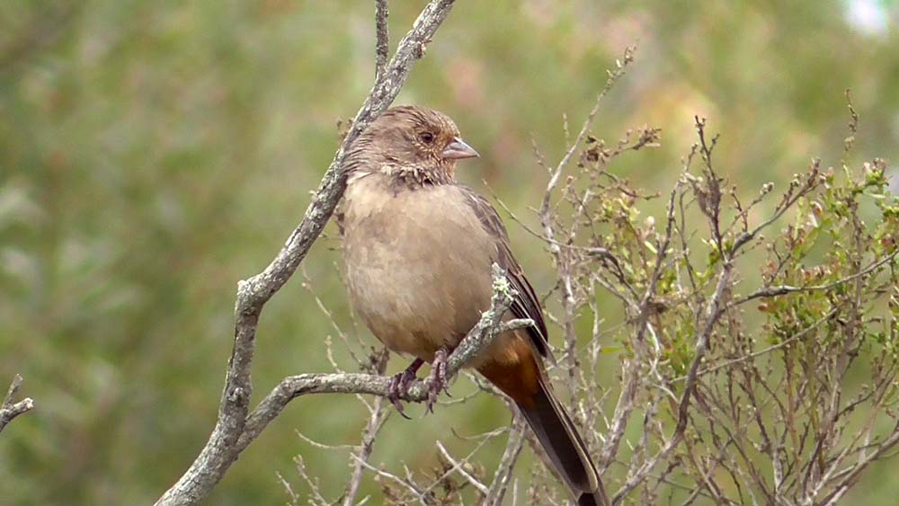 California towhee