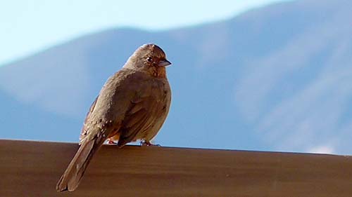California towhee
