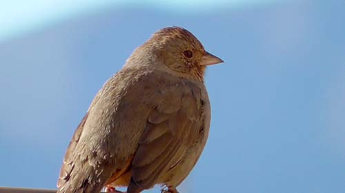 California towhee