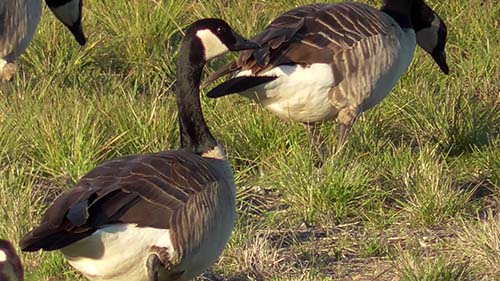 Canada goose