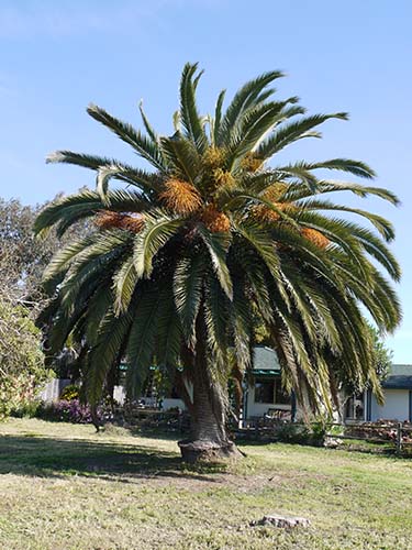 Canary island date palm
