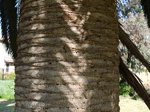 Canary island date palm