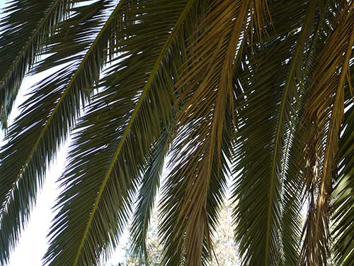 Canary island date palm