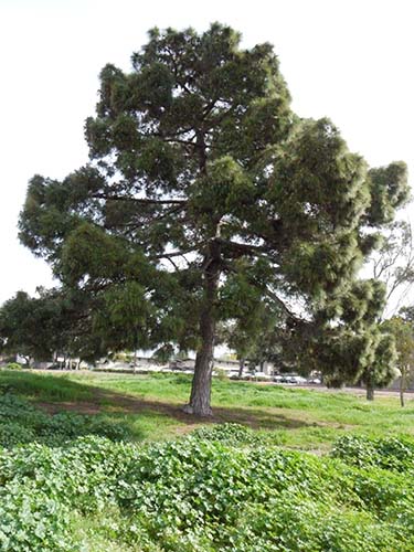 Canary island pine